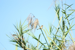 Sporophila minuta