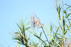 Sporophila minuta