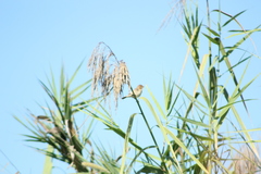 Sporophila minuta