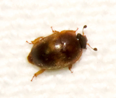 Amphicrossus ciliatus