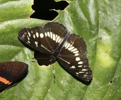 Gnathotriche exclamationis