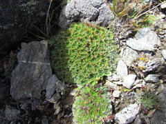 Myosotis pulvinaris