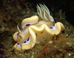 Ardeadoris cruenta
