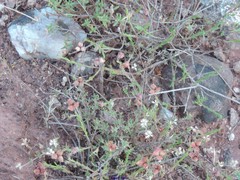 Fumana procumbens