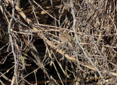 Passer montanus