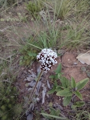Grazielia multifida