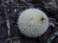 Lycoperdon pulcherrimum