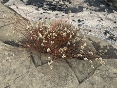 Alternanthera filifolia
