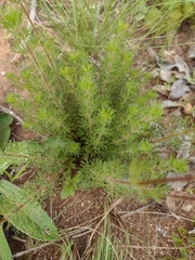 Grazielia multifida