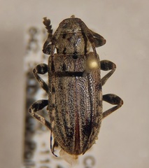 Glaucotes yuccivorus