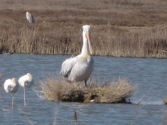 Pelecanus crispus