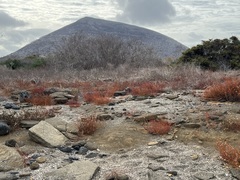 Alternanthera filifolia