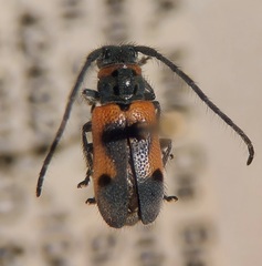 Tetraopes discoideus
