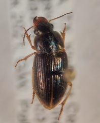 Selenophorus