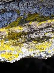 Chrysothrix insulizans