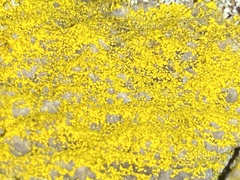 Chrysothrix insulizans