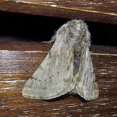 Lycia florentina