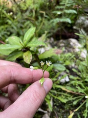 Erigeron jamaicensis