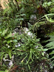 Erigeron jamaicensis