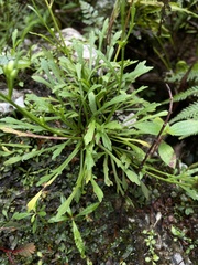 Erigeron jamaicensis