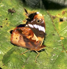 Epiphile eriopis