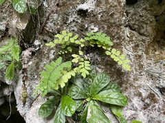 Adiantum melanoleucum