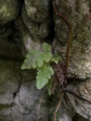Tectaria cicutaria
