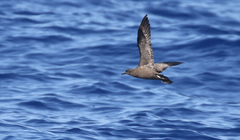 Puffinus nativitatis