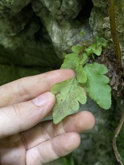 Tectaria cicutaria