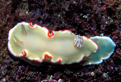 Ardeadoris