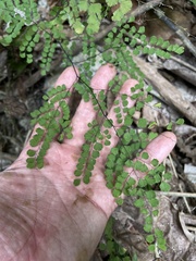 Adiantum fragile