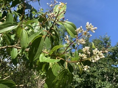 Miconia staminea