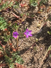 Gilia tenuiflora