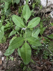 Pilocarpus racemosus