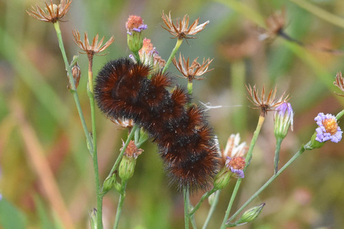 Isabella Tiger Moth, photo 7 of 10