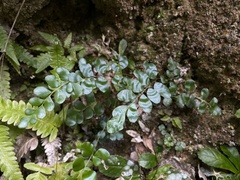 Anemia portoricensis