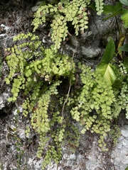 Adiantum fragile