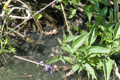 Pelophylax ridibundus