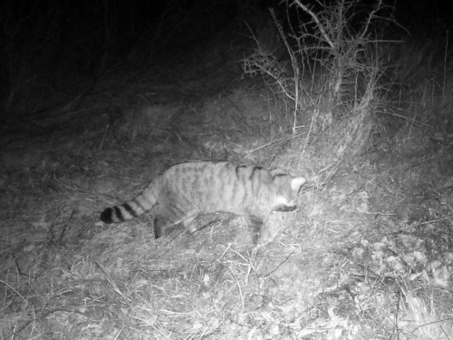 European Wildcat, photo 5 of 8