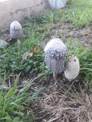 Coprinus comatus