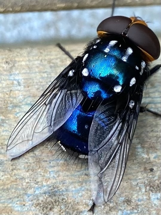 Bot Flies, Blow Flies, and Allies from Reesville Rd, Reesville, QLD, AU ...
