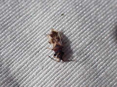 Oxycarenidae