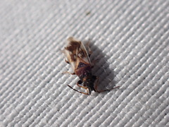 Oxycarenidae