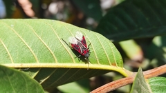 Anochrostomus formosus