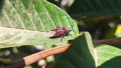 Anochrostomus formosus