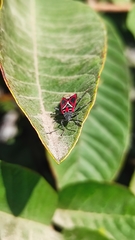 Anochrostomus formosus