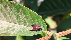 Anochrostomus formosus