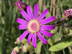 Pericallis tussilaginis image