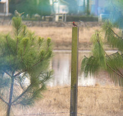 Pyrocephalus rubinus