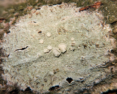 Lecanora albella